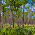 UPDATE: Public Outcry Prompts Florida Governor Ron DeSantis to Rethink State Park Proposals