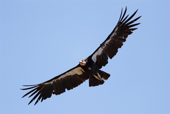 Critically endangered California condor shot and killed in Colorado