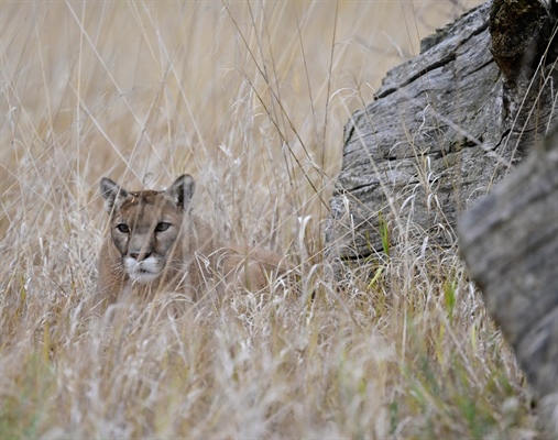 If Colorado voters ban mountain lion hunting, would the feline’s population...