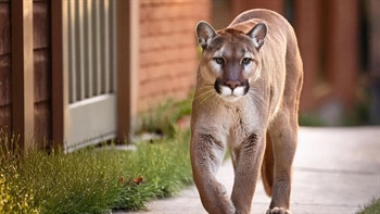 
      
        Californian Calls on Colorado Not to Ban Mountain Lion...