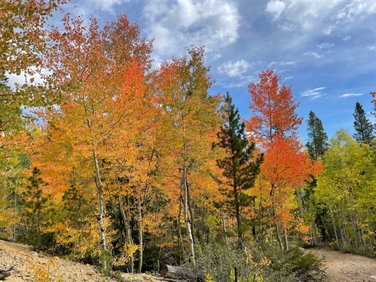 Fall colors starting to come out in Colorado’s northern mountains, but peak...