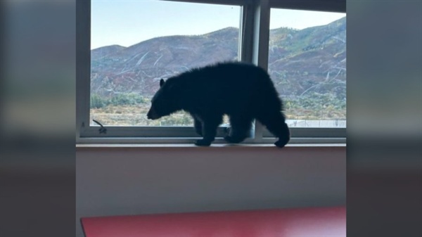 Bear cub sniffs its way into Aspen Middle School in hunt for food