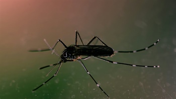 
      
        Hemp and CBD Extract Shows Promise at Mosquito Insecticide
      
    