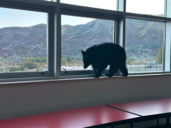 Bear cub sniffs its way into Colorado middle school cafeteria