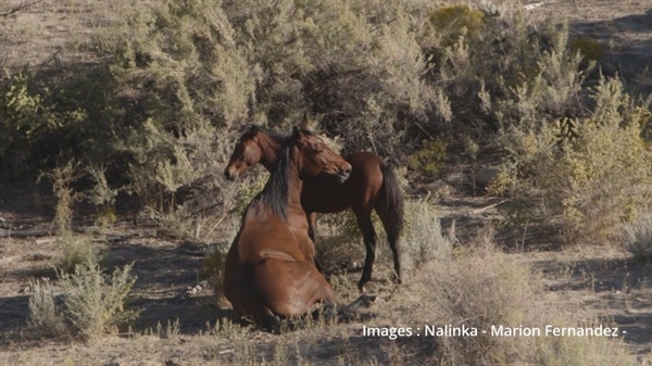 Horse breaks leg during Bureau of Land Management gather on Western Slope