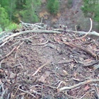 Grand Lake osprey family leaves nest to migrate south