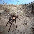 Spider lovers scurry to Colorado town in search of mating tarantulas