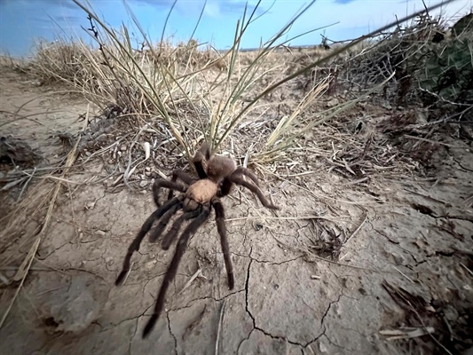 Spider lovers scurry to Colorado town in search of mating tarantulas