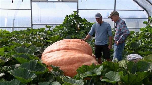 Colorado's tightest competition: Pumpkin growing