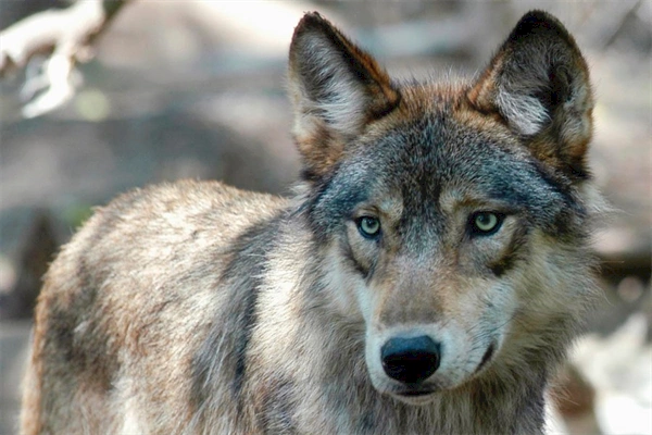 Ranchers, Coloradans voice concerns on wolf reintroduction at CPW Commission meeting