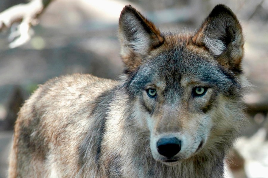 Ranchers, Coloradans voice concerns on wolf reintroduction at CPW Commission meeting