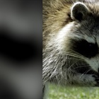 Dead, sick raccoons turning up in the Highlands Ranch area: What you should know