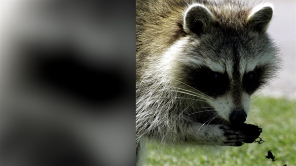 Dead, sick raccoons turning up in the Highlands Ranch area: What you should know