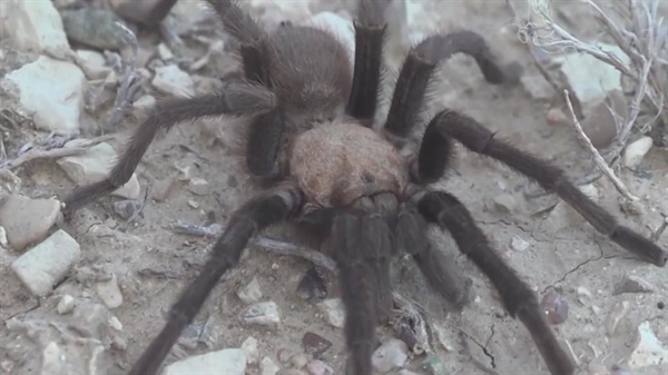 Tarantulas on the move for mating season in La Junta