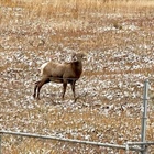 Bighorn sheep habitat to remain untouched as Vail agrees to new spot for workforce housing