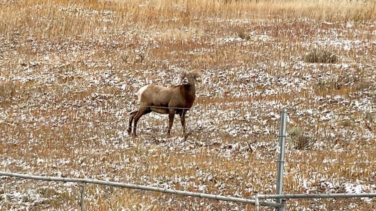 Bighorn sheep habitat to remain untouched as Vail agrees to new spot for...