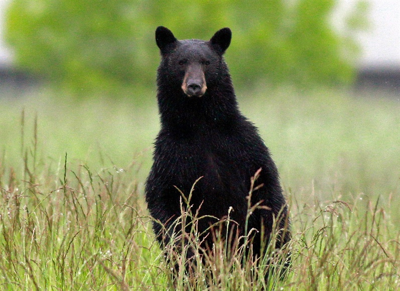 Lake City man attacked by black bear, three cubs inside home