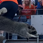 Animal joins crowd during Broncos’ game against Raiders at Empower Field