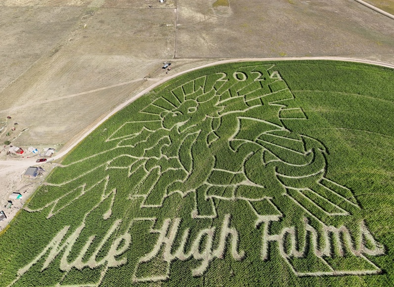 Colorado corn mazes have become works of art