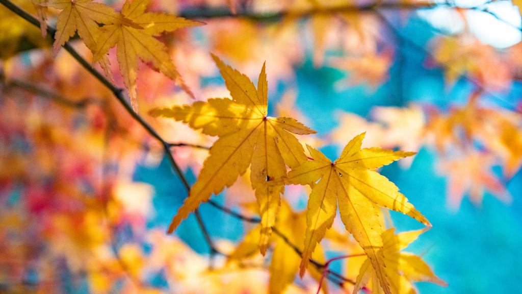 Denver's LeafDrop program encourages turning leaves into compost