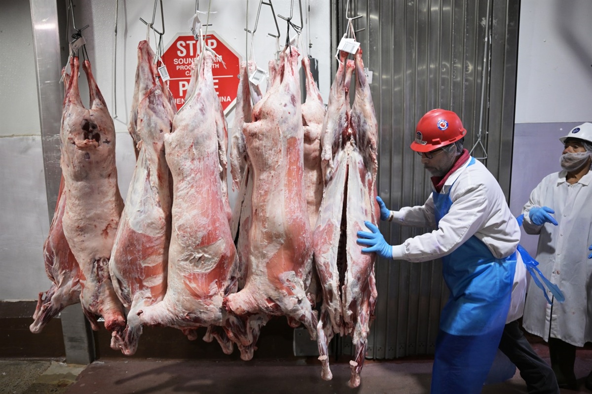 Supporters of Denver slaughterhouse ban claim video shows illegal treatment of lambs in city’s last facility