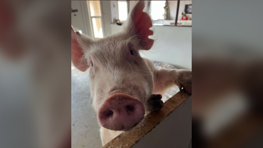 Hudson farm animal rescue has been without water for 3 days after well issues