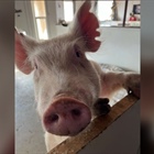 Hudson farm animal rescue has been without water for 3 days after well issues