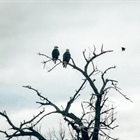 Video: Bald eagles' nest struck by lightning in Boulder County