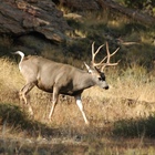 3 plead guilty in Colorado poaching case, face nearly $50,000 in fines