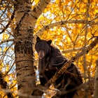 Reader photos: Bear enjoys the fall views