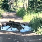 Middle Park Stockgrowers request that Colorado Parks and Wildlife not release Copper Creek Pack