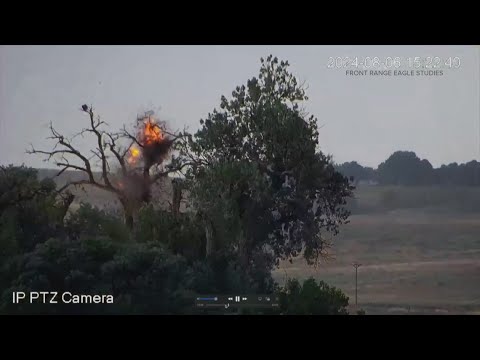 Eagle survives after lightning strikes nest