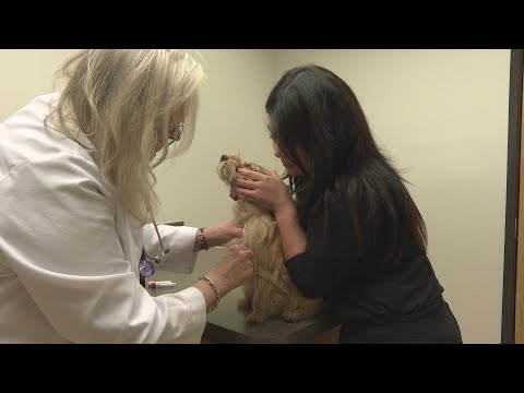 Proposition 129 outcome to impact future of Colorado's veterinarian shortage