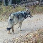 Colorado to stop search for wolf pup left alone after state officials captured rest of pack