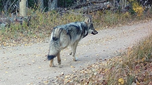 Colorado to stop search for wolf pup left alone after state officials captured rest of pack