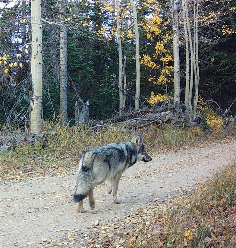 Copper Creek’s fifth wolf pup remains at large after Colorado Parks and Wildlife halts capture efforts