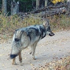 Grey wolf pup capture operation halted