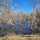 2,700 trees will be removed at Chatfield State Park starting this week