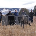 Colorado has spent $4.7M on wolf reintroduction so far