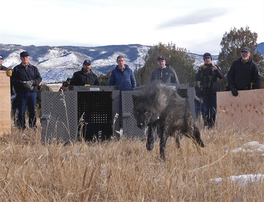 Colorado has spent $4.7M on wolf reintroduction so far