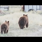 Bears spotted in Parker as they search for food before hibernation