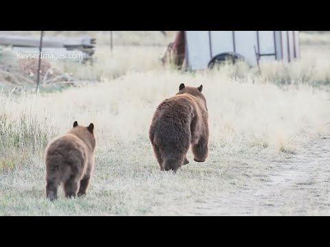 Bears spotted in Parker as they search for food before hibernation