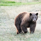 Bear, cub spotted east of I-25 in Douglas County neighborhood for several days