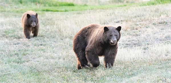 Bear, cub spotted east of I-25 in Douglas County neighborhood for several days