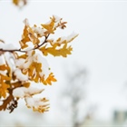 Fall snowstorm brings leaf peeping season to an end in parts of Colorado