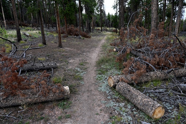 Jefferson County trail predator sentenced to prison for flashing, groping female hikers