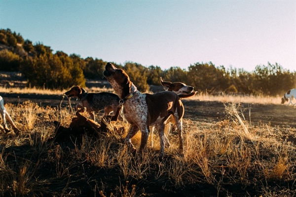 Proposition 127: Is mountain lion and bobcat hunting unethical or just misunderstood?