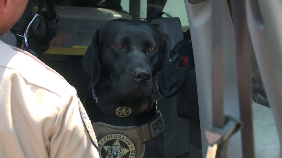 So long Sci: CPW K-9 retires after 9 years of service