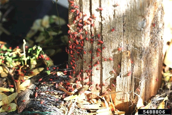 Black and red boxelder bugs are creepy, but mostly harmless