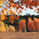 Local arborist explains why trees change color during the fall